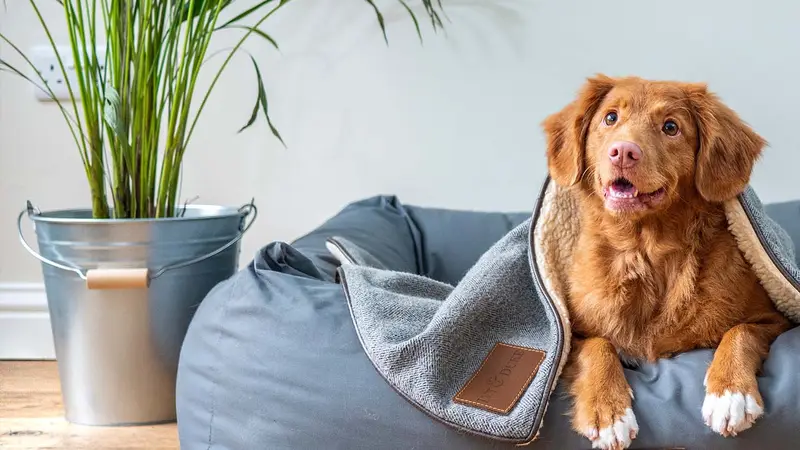 Gentle Touch Animal Hospital preview