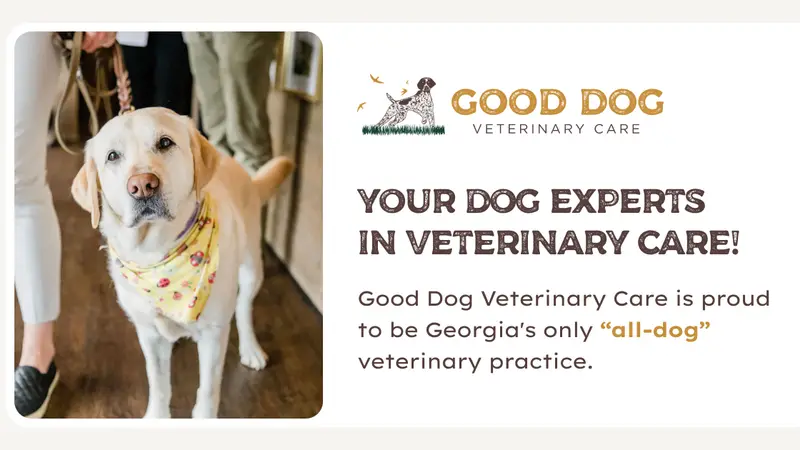 Good Dog Veterinary Care preview