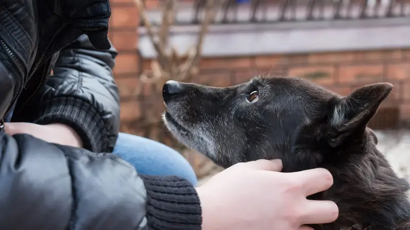 Instinct Dog Behavior & Training preview