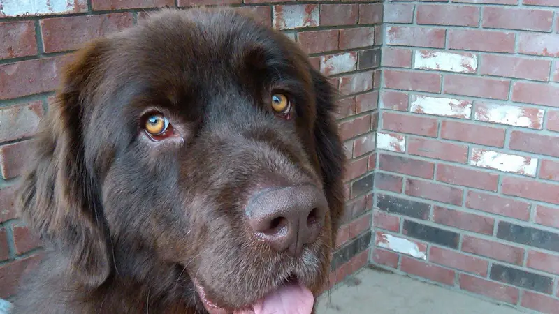 Best Paws Forward Dog Training Academy preview