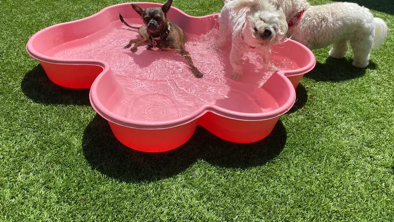 Beach Dogz Daycare & Enrichment Center preview