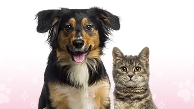 Luv-N-Care Animal Hospital preview