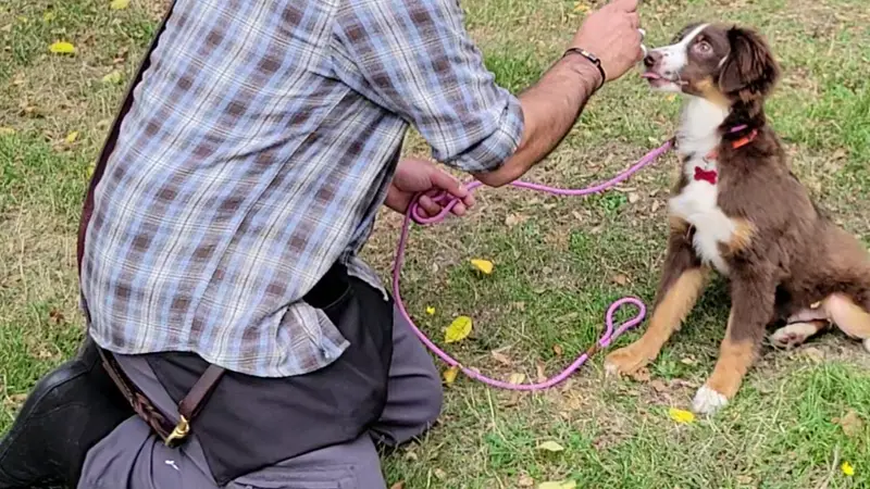 K-10 Academy Dog Training preview