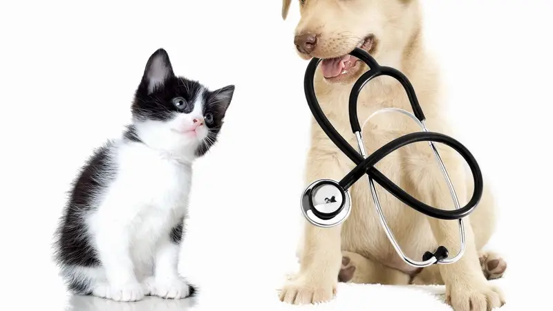 Reeves Mobile Veterinary Service preview