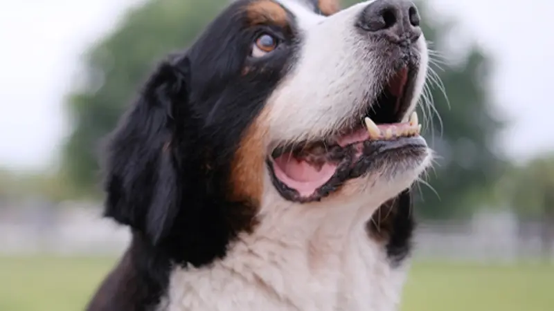 Bull City Veterinary Hospital preview