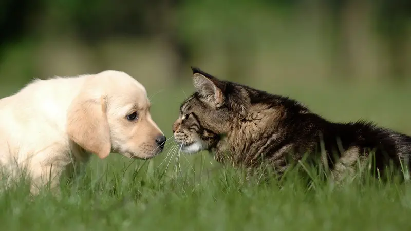 Preston Animal Hospital preview