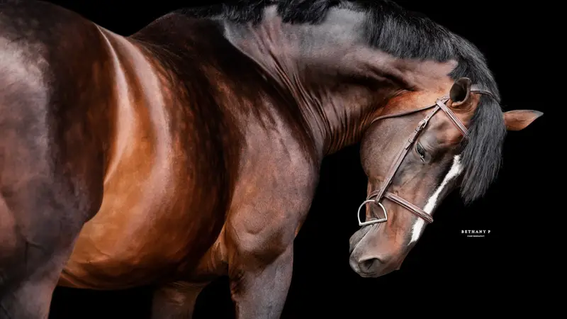 Ryan Pedigo Hanoverians preview