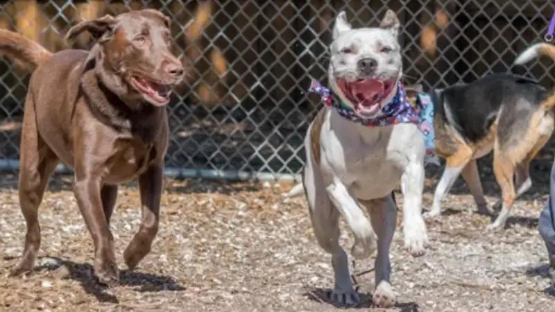 Pasadena Pet Motel preview