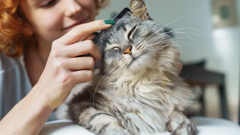 South Belt Animal Hospital preview