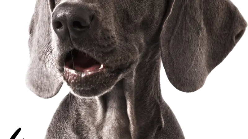 Happy Hound Dog Resorts preview