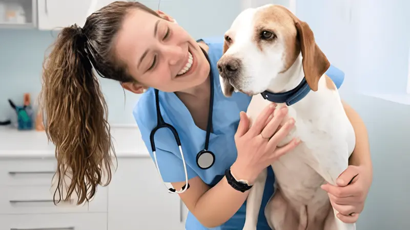 SJB Animal Care Center preview
