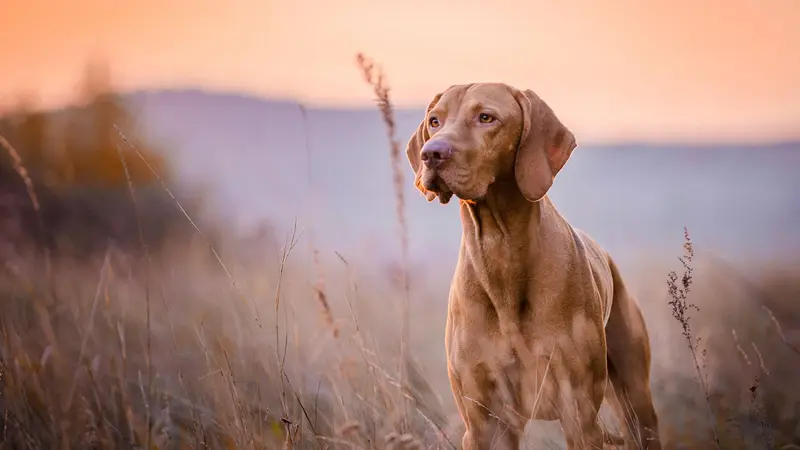 Sit Means Sit Dog Training Knoxville preview