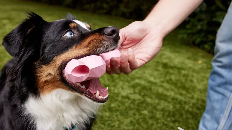 Pet Honesty preview