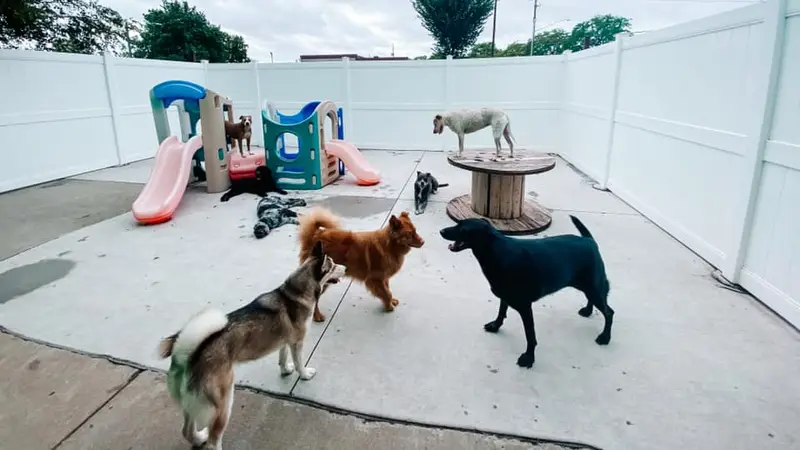 Fun City Dogs preview