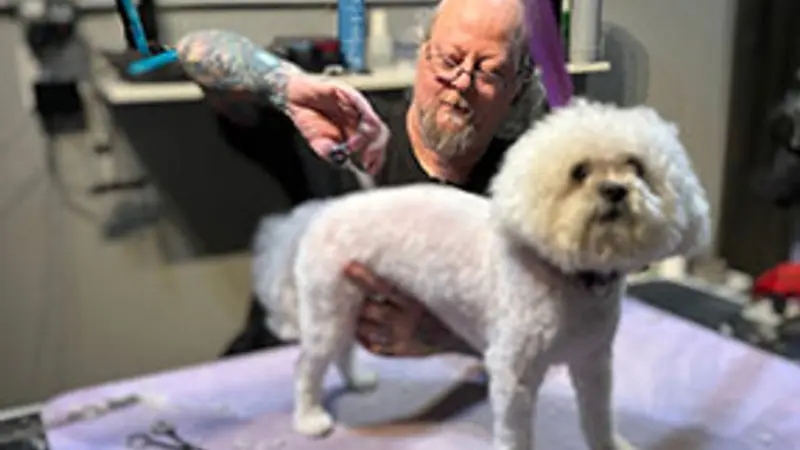 My Two Dogs preview