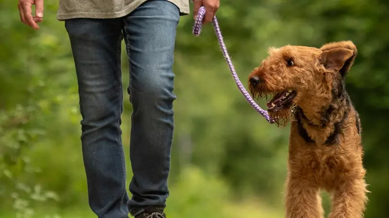 Synergy Veterinary Behavior preview