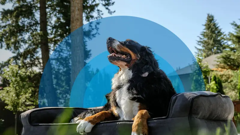 Lafayette Boarding Kennels preview