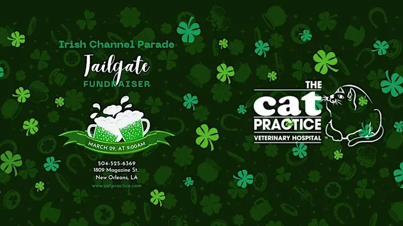 The Cat Practice preview