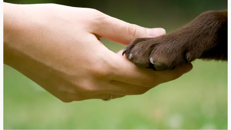 In Tune Dog Training preview
