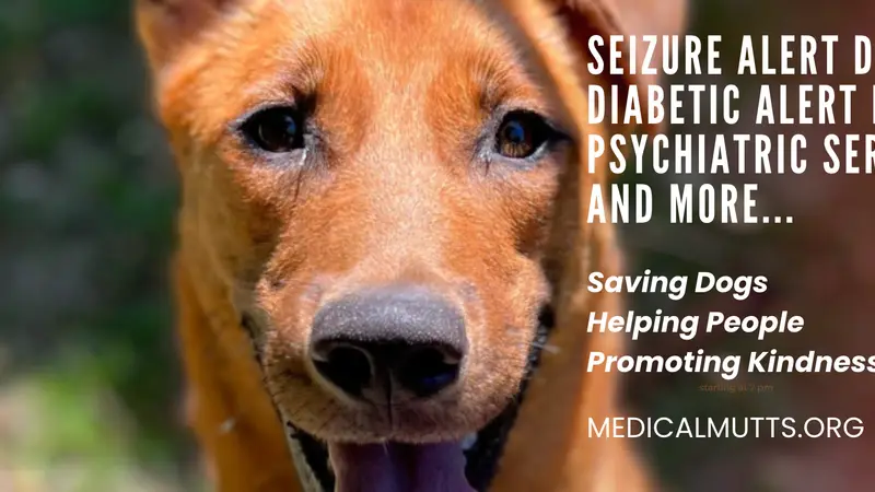 Medical Mutts Service Dogs preview