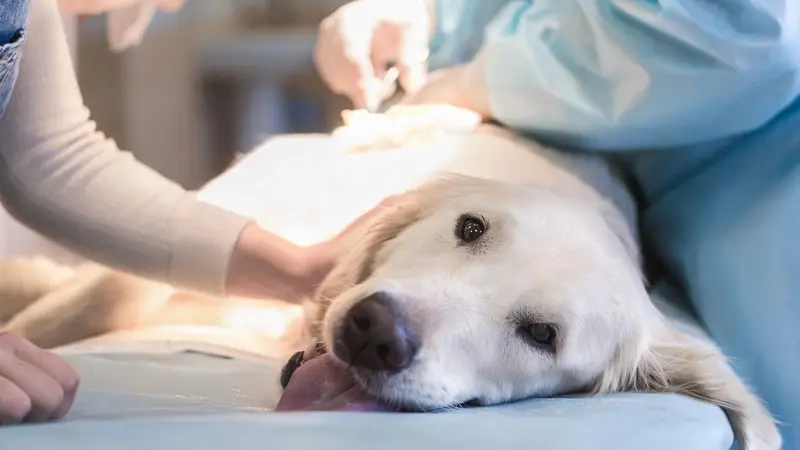 Abri Animal Clinic preview