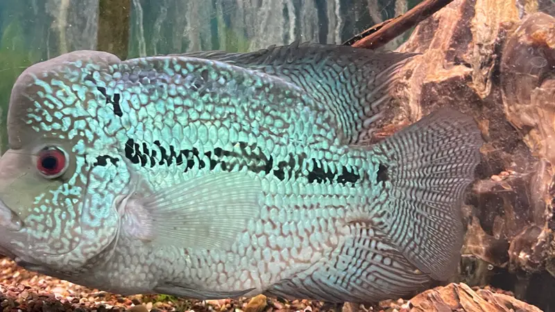 Aqualand Aquarium Center preview