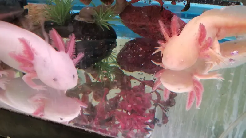 Awesome Axolotls preview