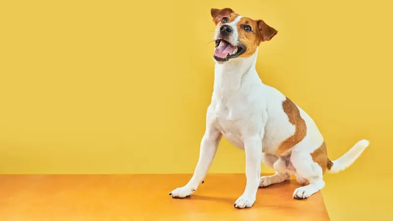 Poodles to Pit Bulls Dog Training preview