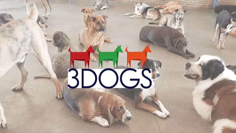 3 Dogs Boarding and Daycare preview