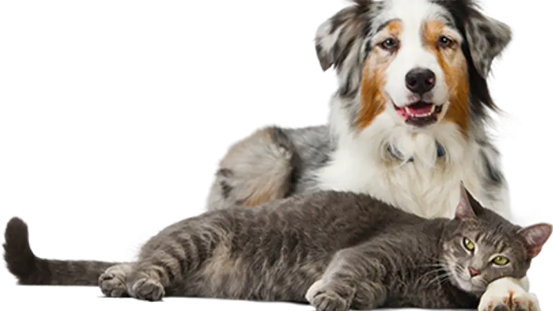 Mitt's Pets preview