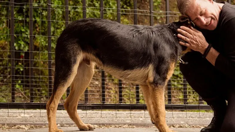Dorfman Canine preview