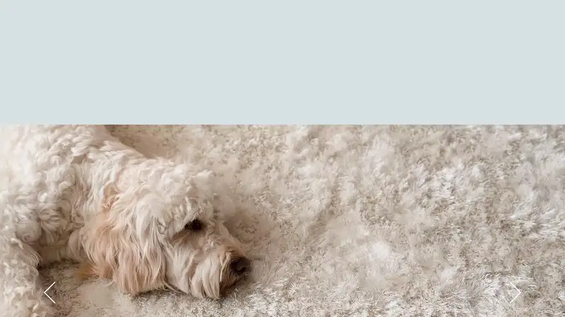 Modern Pet preview