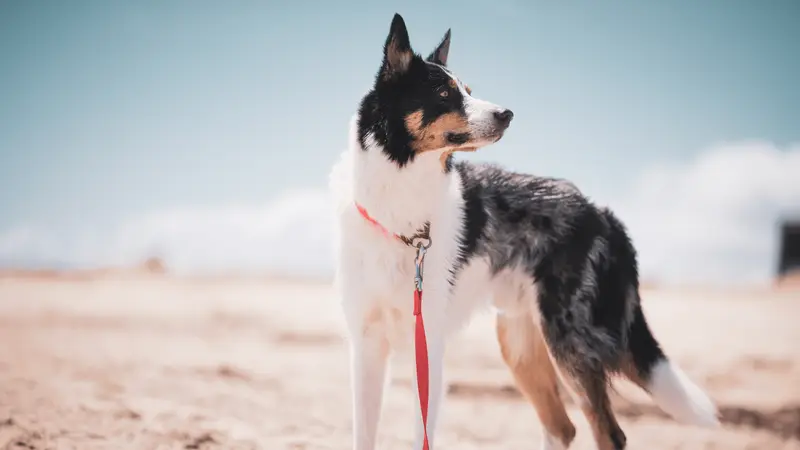 South Broward Animal Hospital preview