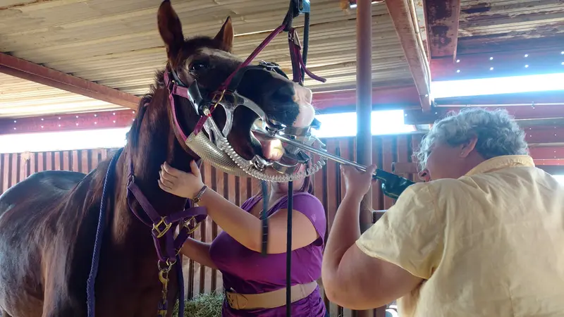 Ambulatory Equine preview