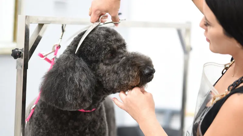 Molly’s Luxury Pet Grooming In Tucson preview