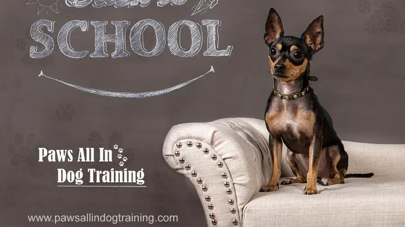 Paws All In Dog Training preview