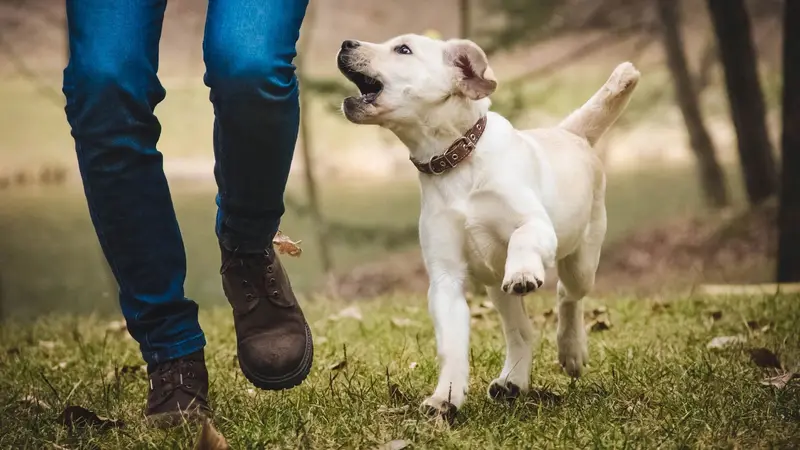 Sit and Stay Pet Sitting preview