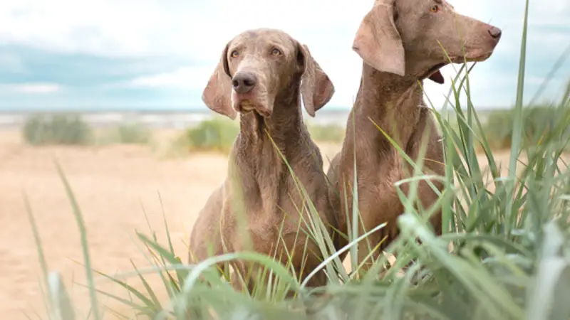 Dogstar Dog Running & Pet Care preview