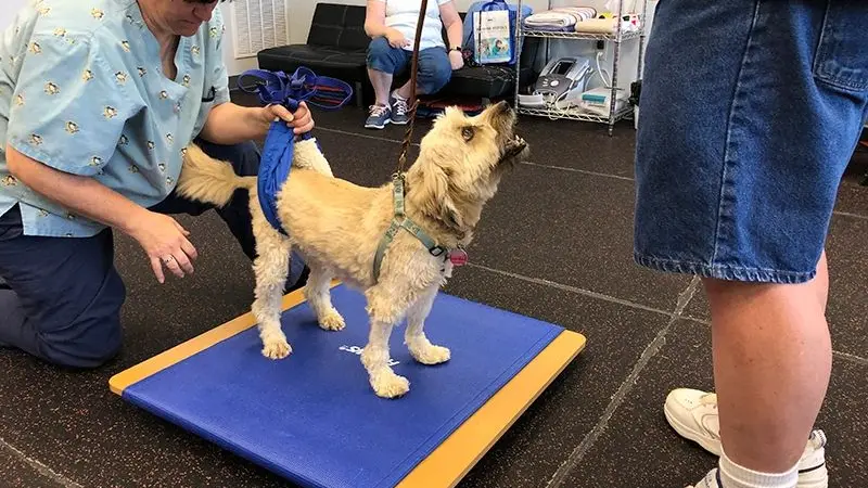 Steel City Canine Rehabilitation and Sports Medicine preview