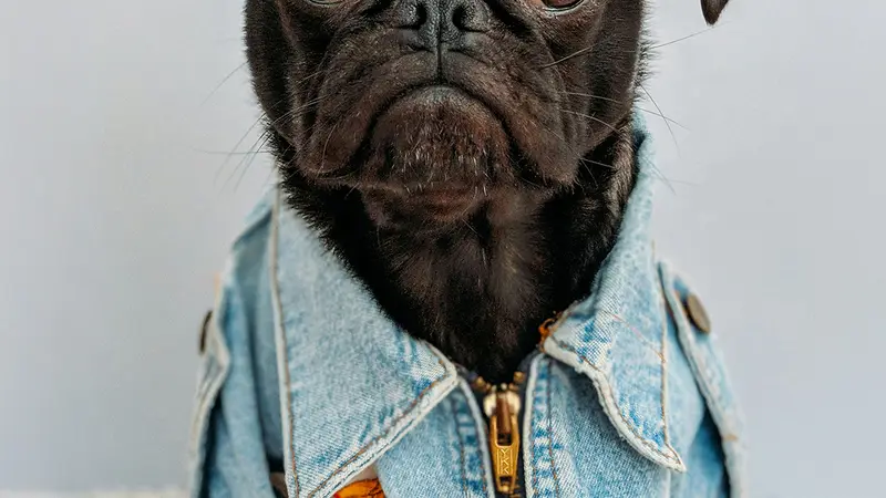 The Barktique preview