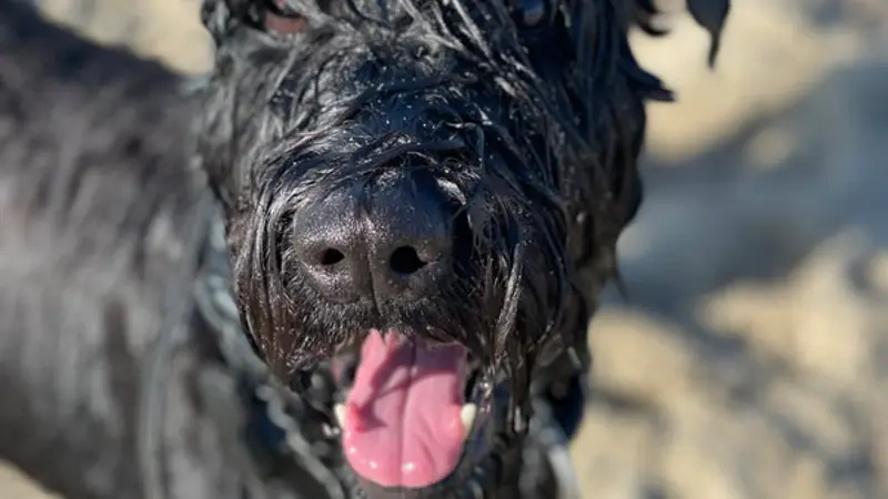 Obedient Paws preview