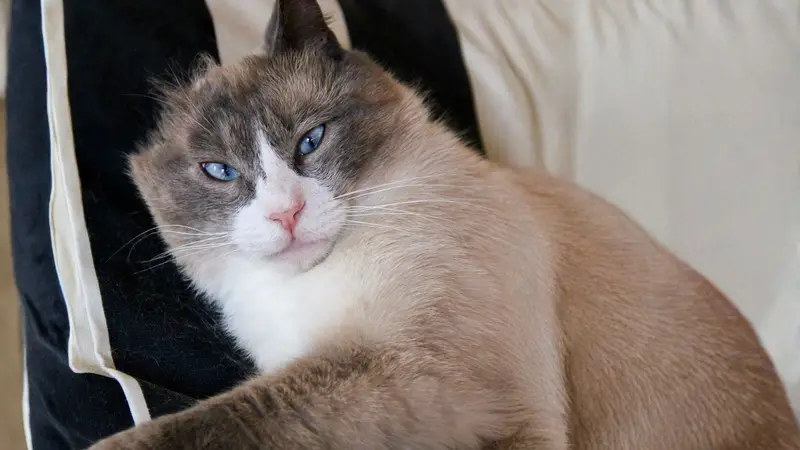 NEKO Cat Cafe Seattle preview