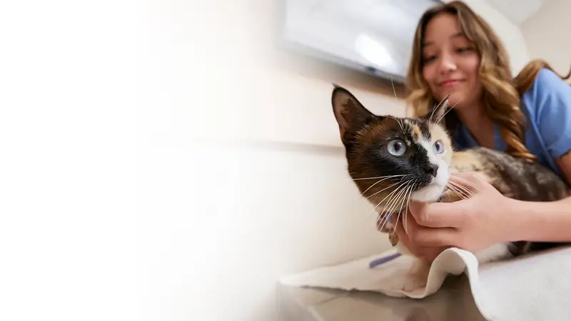 Chewy Vet Care preview