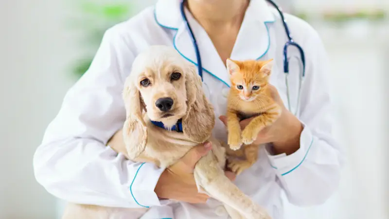 Options Veterinary Care preview