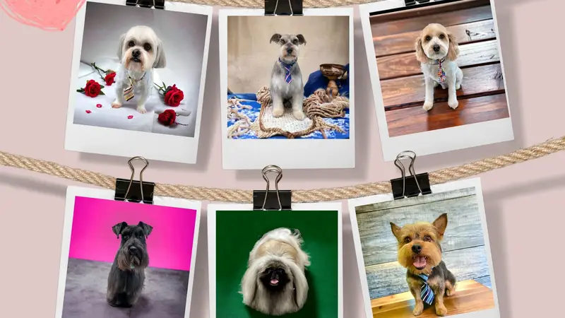 Muttley's Pet Salon preview