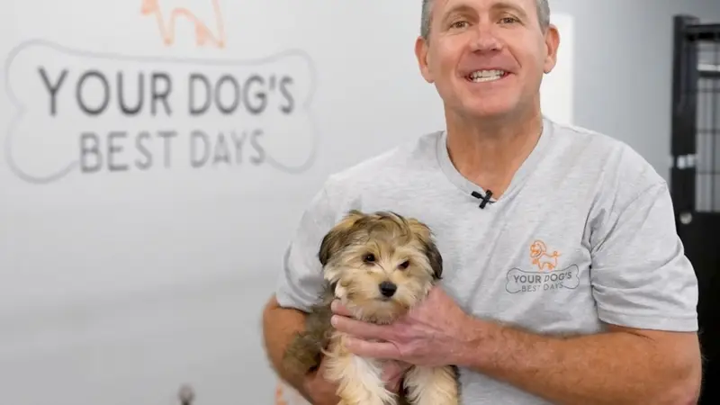 Your Dog's Best Days preview