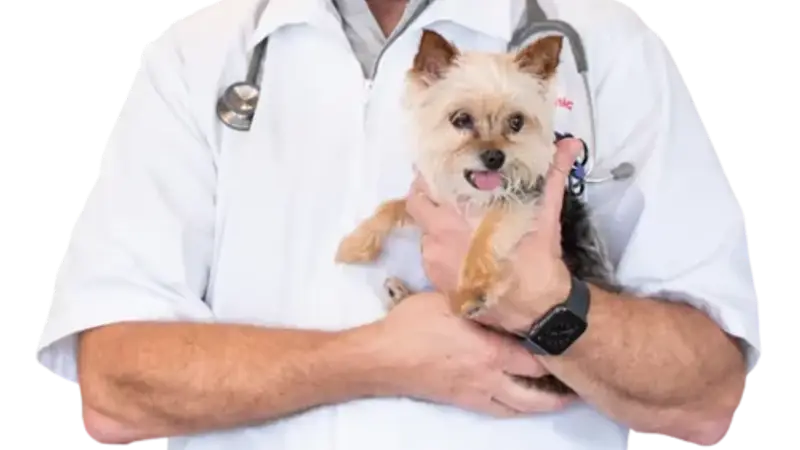 Pet Well Clinic preview
