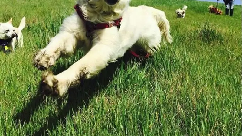 Doggy Lama Pet Care preview