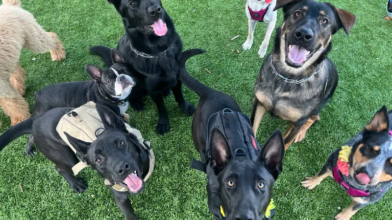 Vivi's Dogs preview