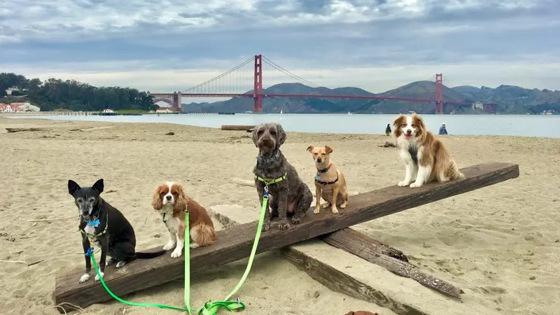 Janell’s Happy Dogs preview